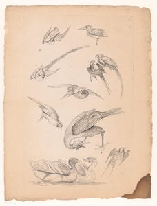 Onze oiseaux chinois, dont des canards et des perroquets (série Verschillende Chinese vogels, Livre des différentes espèces d