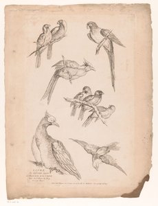 Neuf oiseaux chinois