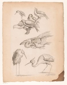 Neuf oiseaux chinois, y compris des hérons et un martin-pêcheur