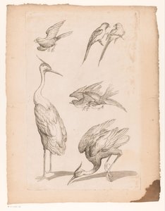 Sept oiseaux chinois, y compris des hérons et des perroquets