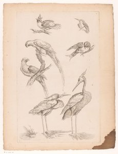 Sept oiseaux chinois, y compris des hérons et des perroquets