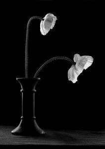 De gracieux coquelicots dans un vase - Gaby Grohovaz