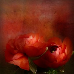  - Gaille Gray