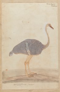 Autruche