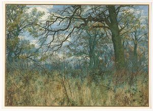 Arbres et sous-bois