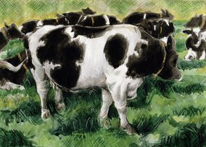 Vaches Frisonnes