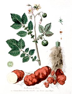 Pomme de terre, planche botanique par G. de Nangis, France - Genevieve Regnault de Nangis