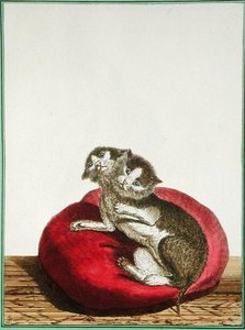 Chat à deux têtes