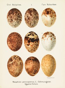 Oologia universalis palearctica, 1906 - Georg Albert Julius Krause