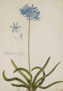 Agapanthus - Georg Dionysius Ehret