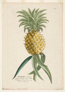 Ananas sativus, Ananas, vers 1740-1770 - Georg Dionysius Ehret