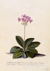 Aricula ursi, étoile filante, vers 1744 - Georg Dionysius Ehret