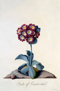 Auricula Duc de Cumberland, vers 1743