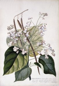 Bignonia - Georg Dionysius Ehret