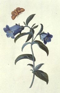 Campanule - Georg Dionysius Ehret
