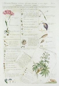 Caractères des fleurs, de 