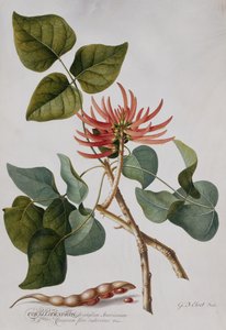 Arbre de Corail - Georg Dionysius Ehret