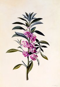 Balsamine de jardin, vers 1746, gravure coloriée à la main - "Georg Dionysius Ehret