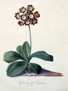 Gloire de Chilton vers 1745 gravure colorée à la main