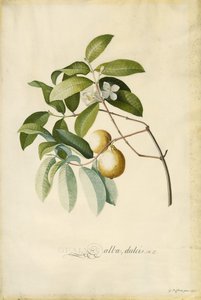 Goyave - Georg Dionysius Ehret