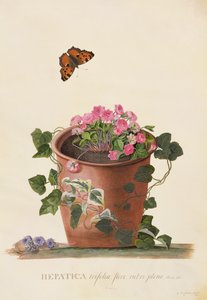 Hépatique trifolia (Nobilis), 1745 - Georg Dionysius Ehret