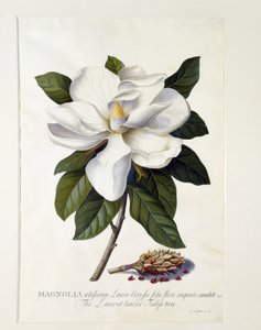 Magnolia grandiflora, c.1743