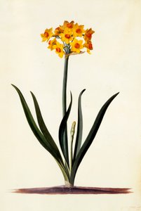 Narcisse - "Georg Dionysius Ehret