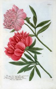 Paeonia, gravure colorée à la main de 1737