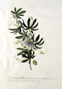 Fleur de la passion - Georg Dionysius Ehret