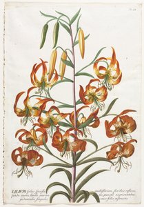 Plantae Selectae : No. 11 - Lys - Georg Dionysius Ehret