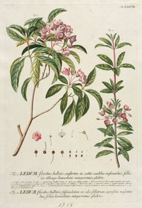 Plantae Selectae : No. 38 - Georg Dionysius Ehret