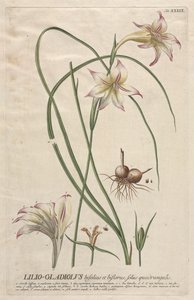 Plantae Selectae : No. 39 - Lilio-Gladiolus - Georg Dionysius Ehret