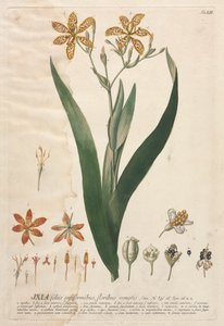 Plantae Selectae: No. 52 - Ixia - Georg Dionysius Ehret