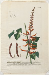 Plantae Selectae : No. 58 - Corallodendron - Georg Dionysius Ehret