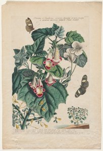 Plantae et Papiliones rariores : Martynia, 1748