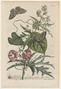 Plantae et papiliones rariores : No. 7, 1748