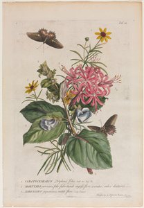 Plantae et papiliones rariores: No. 9 - Georg Dionysius Ehret