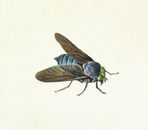 Le taon, 18ème siècle - Georg Dionysius Ehret