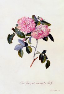 La rose rayée mensuelle, vers 1745, gravure coloriée à la main - "Georg Dionysius Ehret