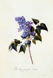 Le Lilas pourpre foncé