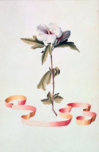 Hibiscus blanc - Georg Dionysius Ehret