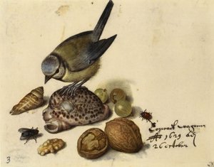 Nature morte avec mésange bleue, coquillages, fruits et insectes