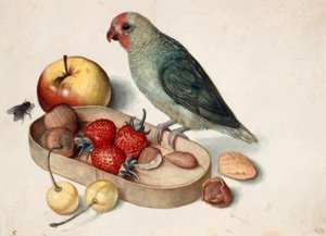 Nature morte avec perroquet nain