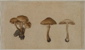 Champignons - Georg Wilhelm Baurenfeind