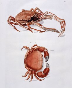 Illustration de homard et crabe - Georg Wolfgang Knorr