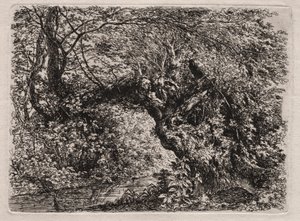 Le vieux saule près d