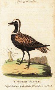Pluvier doré américain ou pluvier tacheté, Pluvialis dominica - George (after) Edwards