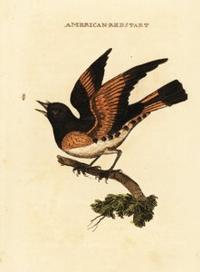 Paruline flamboyante, Setophaga ruticilla - George (after) Edwards