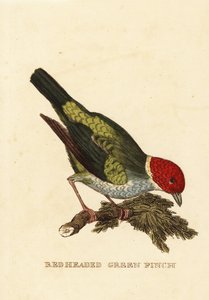 Tangara gyrole, Tangara gyrola - George (after) Edwards