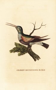 Colibri à ventre noir, Eupherusa nigriventris, femelle